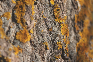 Tree Bark Texture