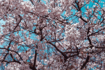 Spring background, Cherry blossom in the spring