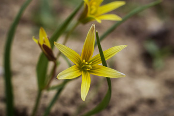 Meadow Gagea - early yellow flowers blooming at spring time. Macro, close-up.