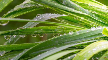 Green leaf with raindrops in the summer in nature develops in the wind