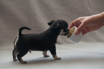 Little puppy on a gray background.