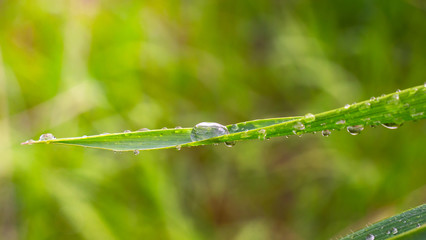 Green leaf with raindrops in the summer in nature develops in the wind