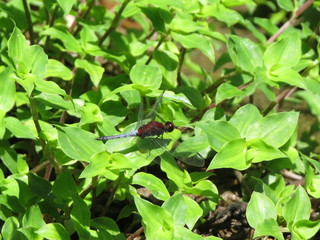 red dragonfly