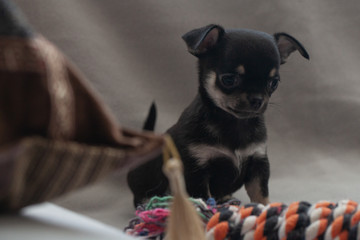 Little puppy on a gray background.