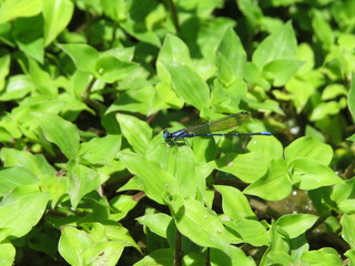 blue dragonfly