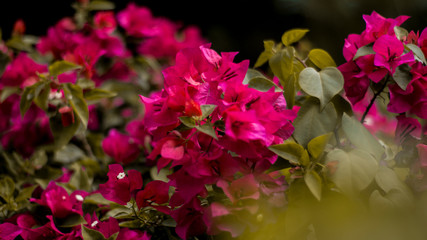 pink flowers