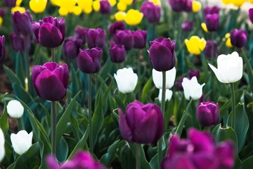 Colorful tulips in the garden. Sunny day.