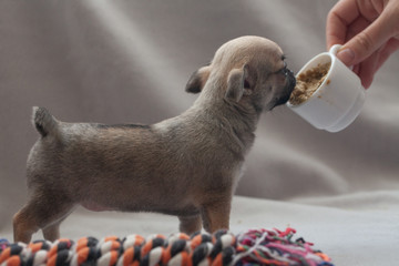 Little puppy on a gray background.