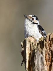 Lesser Spotted Woodpecker in the tree