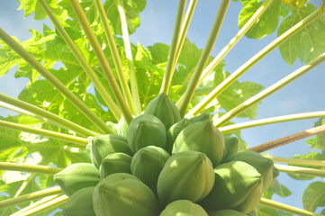 p&eacute; de mam&atilde;o