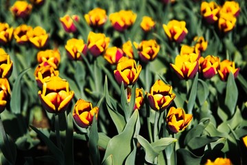 Colorful tulips in the garden. Sunny day.