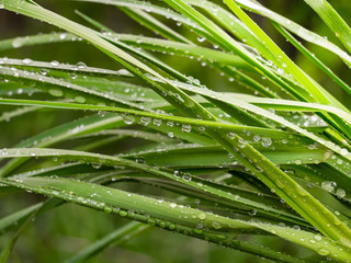 Fototapeta premium Green leaf with raindrops in the summer in nature develops in the wind