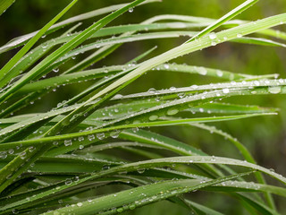 Fototapeta premium Green leaf with raindrops in the summer in nature develops in the wind
