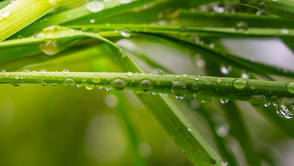 Green grass in nature with raindrops