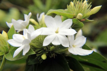 Obraz na płótnie Canvas Whitestar jasmine flower blooming in garden,closeup.Common names confederate jasmine, southern jasmine, Trachelospermum jasminoides, confederate jessamine, and Chinese star jasmine.