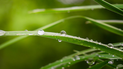 grass, green, water, dew, nature, leaf, drop, rain, plant, leaves, drops, summer, macro, fresh, plants, morning, wet, flora, blade, spring, foliage, garden, lawn, raindrop, natural