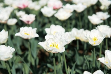 Colorful tulips in the garden. Sunny day.