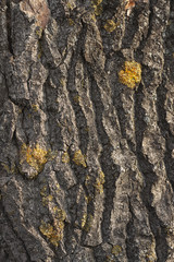 Tree Bark Texture