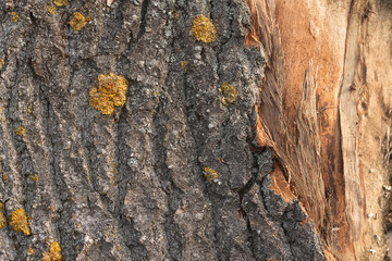 Tree Bark Texture