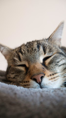 Close-up of a striped cat sleeping