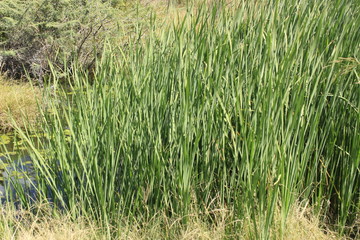 green grass in the field