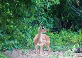 Impala in the savannah of the Chobe Nationalpark in Botswana