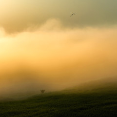 Obraz na płótnie Canvas Foggy field with one man