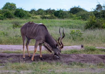 Naklejka na ściany i meble Greater Kudu in the savannah of the Chobe Nationalpark in Botswana