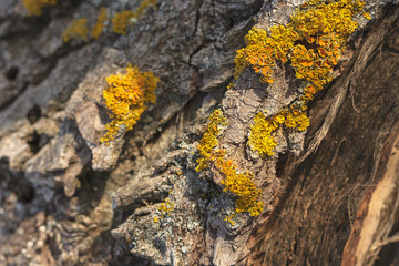 Tree Bark Texture