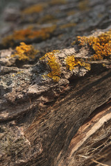 Tree Bark Texture