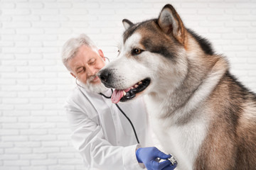 Malamute on examination in veterinarian.