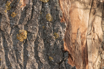 Tree Bark Texture