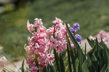 flowers in the garden