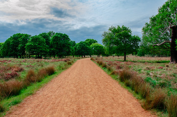 path in the forest