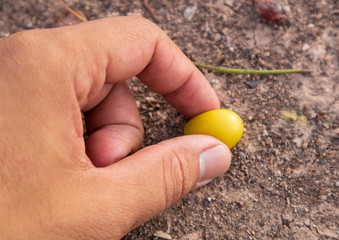 Hand picking neem seeds that drop the soil