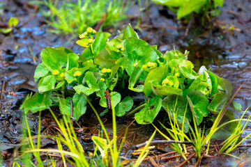 Marsh marigold before flowering in the flooded forest,spring flowers