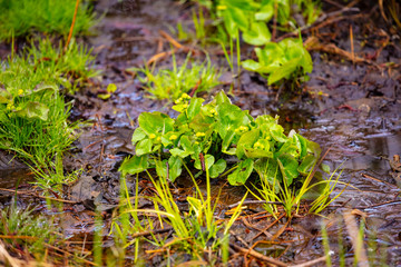 Marsh marigold before flowering in the flooded forest,spring flowers