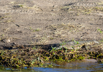 Lizard near the water of the chobe river in Botswana