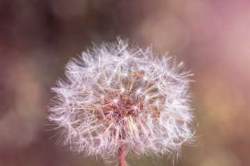 White shiny fluffy dandelions on natural green blurred spring bokeh light background, selective focus