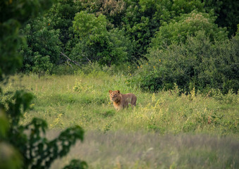 Fototapeta premium Young african Lion on the hunt in the Chobe Nationalpark in Botswana