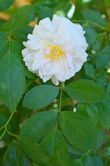 Rosa Odorata.Rose fragrant tea