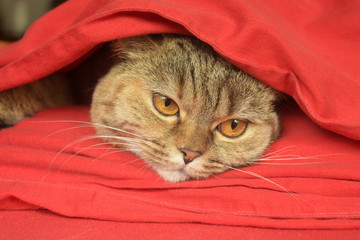  schottische faltohrkatze 