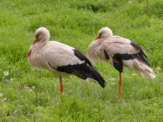 The White Stork (Ciconia ciconia) is a large marsh bird from the stork family. The white stork lives in Europe and Asia.