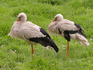 The White Stork (Ciconia ciconia) is a large marsh bird from the stork family. The white stork lives in Europe and Asia.