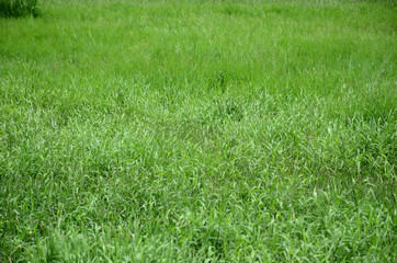 Green grass is used as a background image.