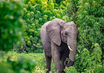African Elephants in the savannah of the Chobe Nationalpark in Botswana