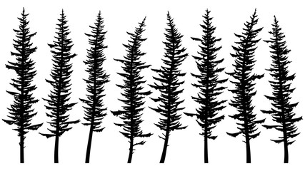 Silhouettes of tall spruce trees with rare branches.