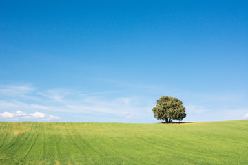Obraz na płótnie Canvas Tree isolated on a green field, under a clean blue sky