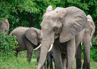 Fototapeta na wymiar African Elephants in the savannah of the Chobe Nationalpark in Botswana