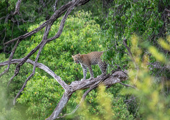 Leopard in a tree in the Chobe Nationalpark in Botswana